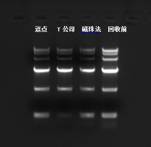 純化試劑盒