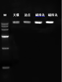 提取試劑盒